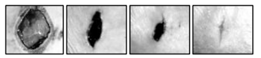 Tratamiento de la herida de la rata Sprague Dawley con un láser de HeNe